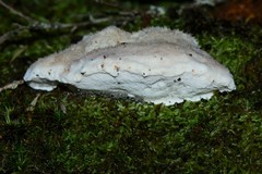 Postia lactea