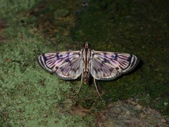 Rhimphalea