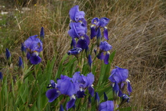 Iris