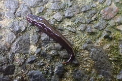 Australopacifica lateropunctata