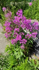 Chamaenerion angustifolium