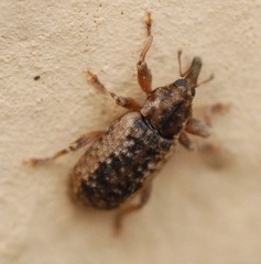 Dorytomus ictor