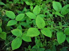 Rubus distractiformis
