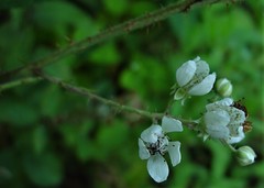 Rubus distractiformis