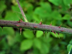 Rubus distractiformis