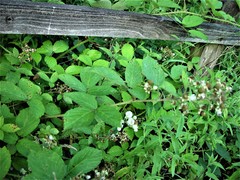 Rubus distractiformis