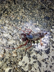 Thelyphonus sepiaris