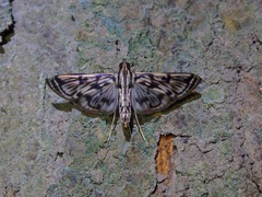 Rhimphalea