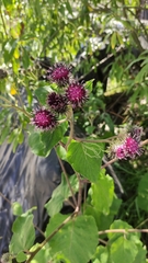 Arctium tomentosum