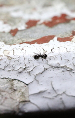 Ochetellus glaber