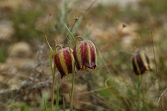 Fritillaria
