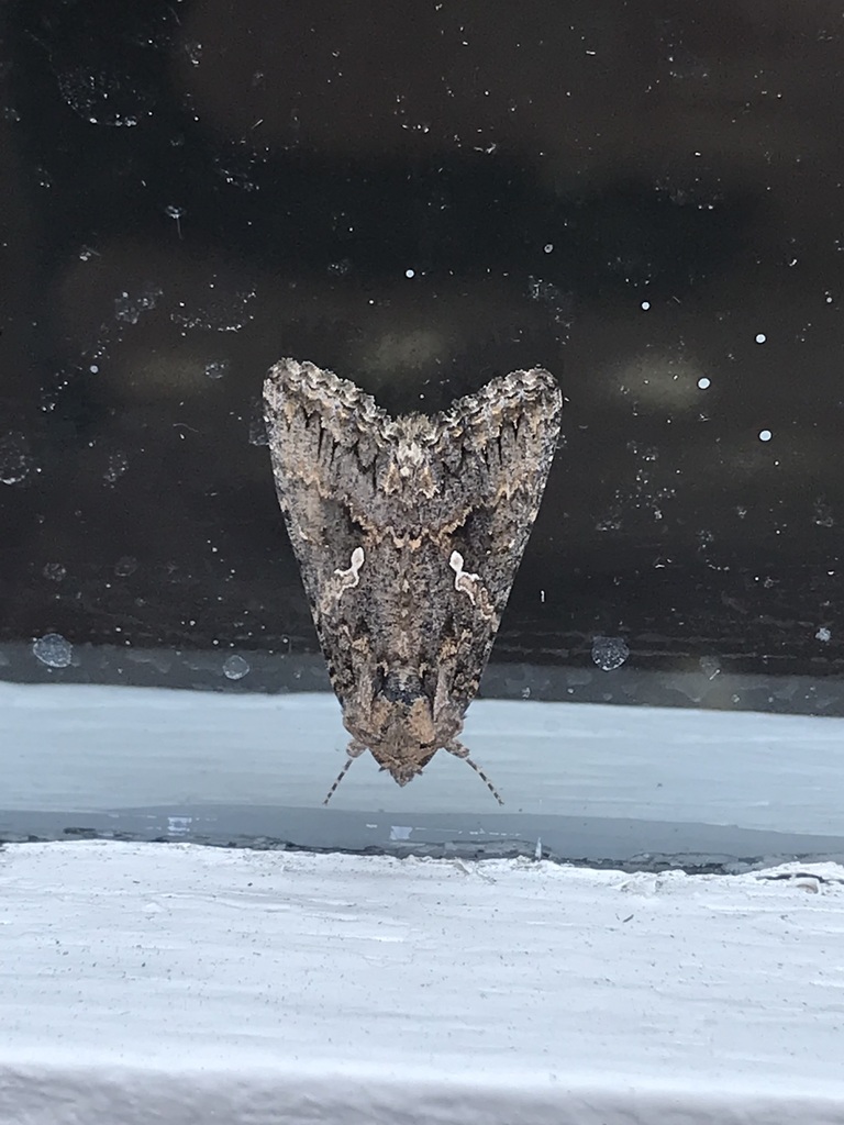 Cabbage Looper Moth