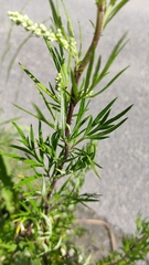Artemisia vulgaris