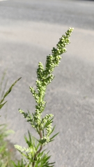 Artemisia vulgaris