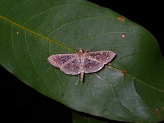 Nausinoe