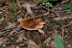 Leucopaxillus eucalyptorum
