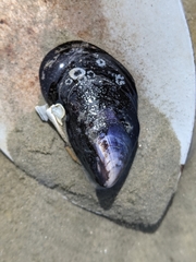 Mytilus edulis
