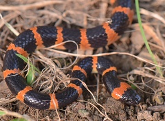 Lycodon liuchengchaoi