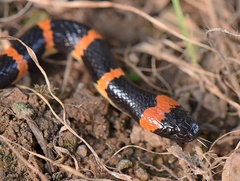 Lycodon liuchengchaoi