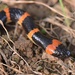 Sichuan Wolf Snake - Photo (c) Scott Lupien, some rights reserved (CC BY-NC), uploaded by Scott Lupien