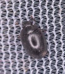 Nosodendron unicolor