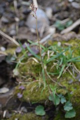 Micranthes nelsoniana