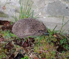 Erinaceus roumanicus