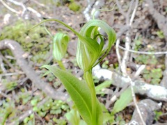 Pterostylis oliveri