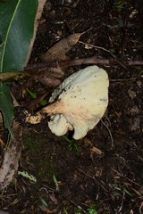 Leucopaxillus eucalyptorum