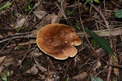 Leucopaxillus eucalyptorum