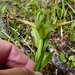 Pterostylis australis - Photo (c) John Barraclough, some rights reserved (CC BY-NC), uploaded by John B