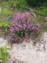 Erica cinerea