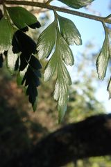 Asplenium aethiopicum