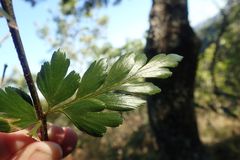 Asplenium aethiopicum