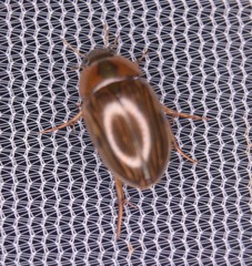 Tropisternus collaris