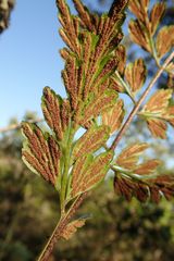 Asplenium aethiopicum