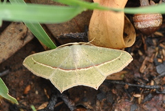 Timandra correspondens