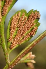 Asplenium aethiopicum