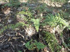 Asplenium aethiopicum