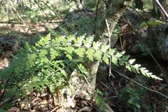 Asplenium aethiopicum