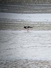 Haematopus ostralegus