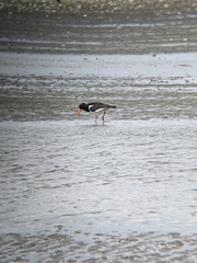 Haematopus ostralegus
