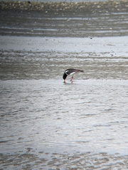 Haematopus ostralegus