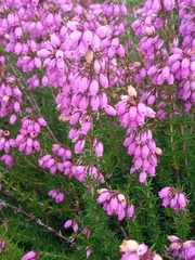 Erica cinerea