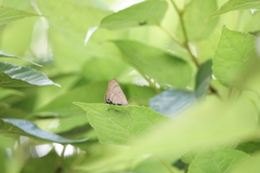 Rapala varuna formosana