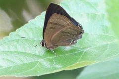 Rapala varuna formosana