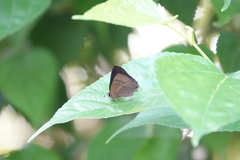 Rapala varuna formosana