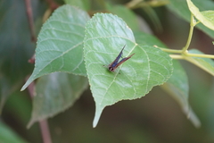 Rapala varuna formosana