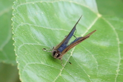 Rapala varuna formosana