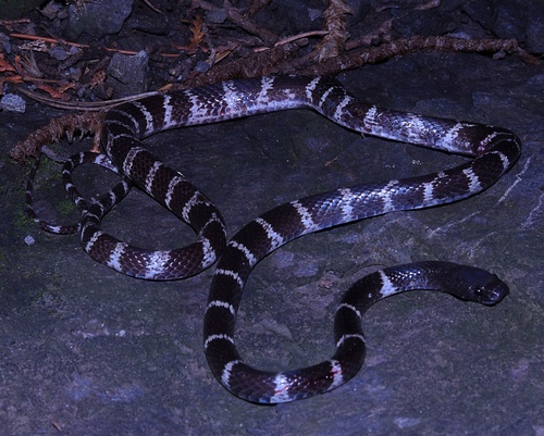 Photo of a Formosa Wolf Snake (Lycodon ruhstrati)